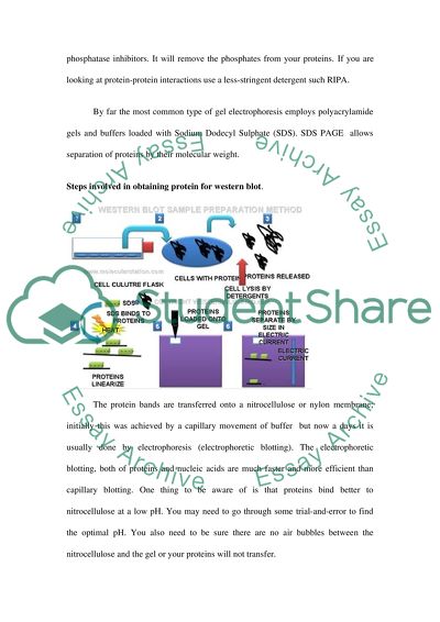 Western Blot and its Applications