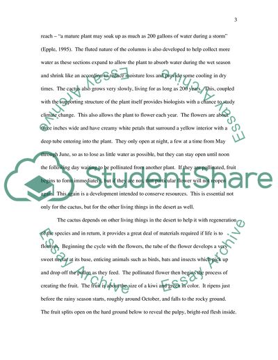 Saguaro Cactus - Part of Sonoran Desert on the North American Continent