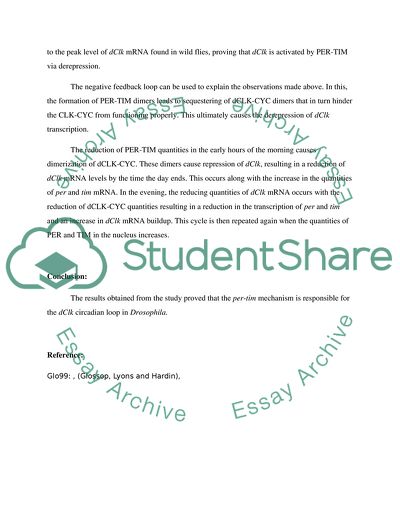 Analysis of Using Feedback Loops to Explain the Circadian Oscillator in Drosophila Paper