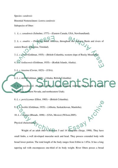 River Otter or Lontra Canadensis