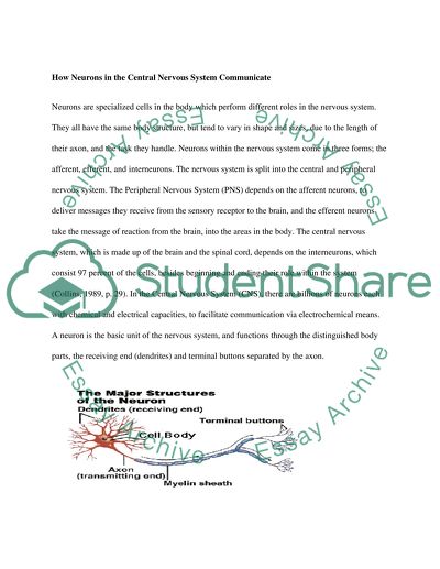 How Neurons in Central Nervous System Communicate