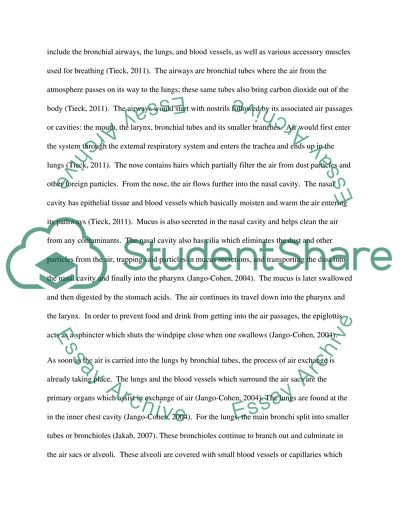 anatomy and physiology of the respiratory system essay respiratory system definition