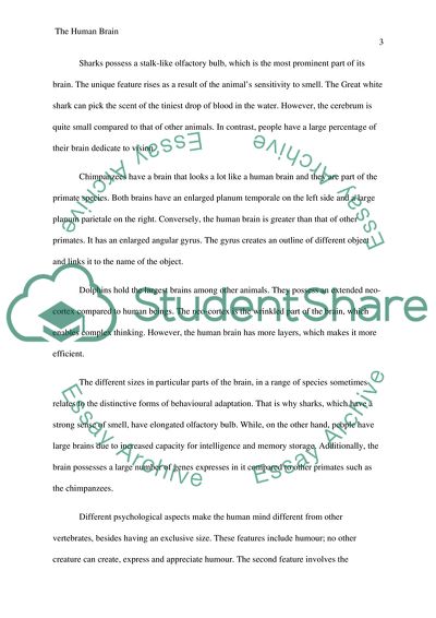 Evolution of the Human Brain