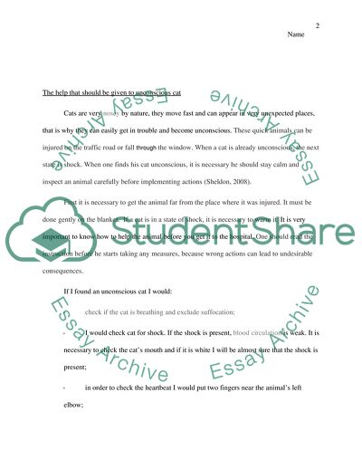 Precautions and Actions taken for an unconscious Cat