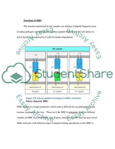 Structure of The Major Histocompatibiltiy Complex (MHC)