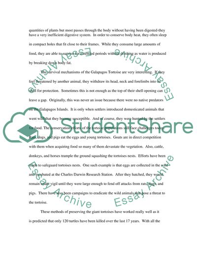 The Galapagos Island Tortoise