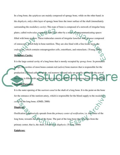 Bone tissue essay picture