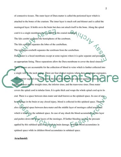 Layers of Brain and Spinal Cord