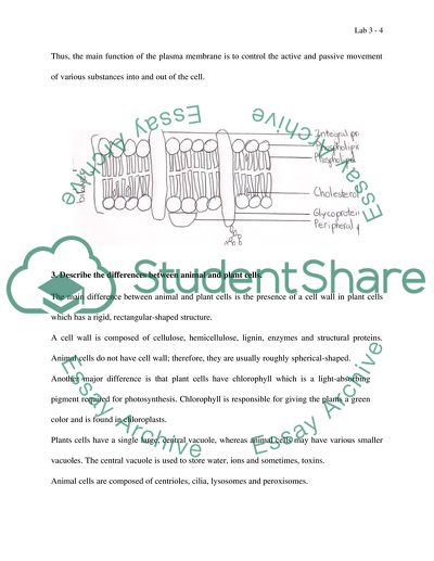 a level biology membranes essay