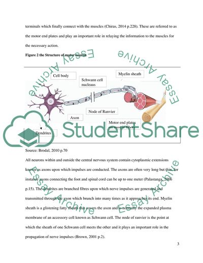 The Analysis of the Sensory and Motor Neurons