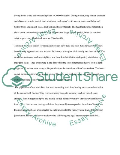 Pennsylvania Black Bear