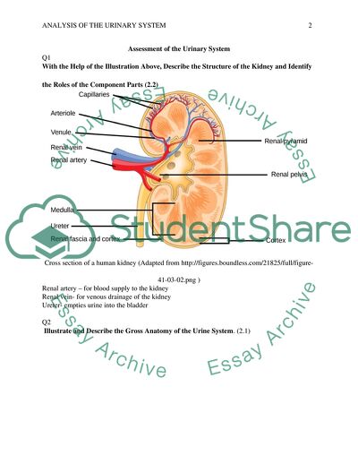 How the Urinary System Works