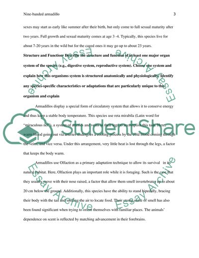 Nine-banded armadillo