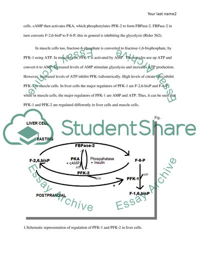 Describe the regulation of PFK-1 and PFK-2 and the production of fructose-2,6-bisphosphate