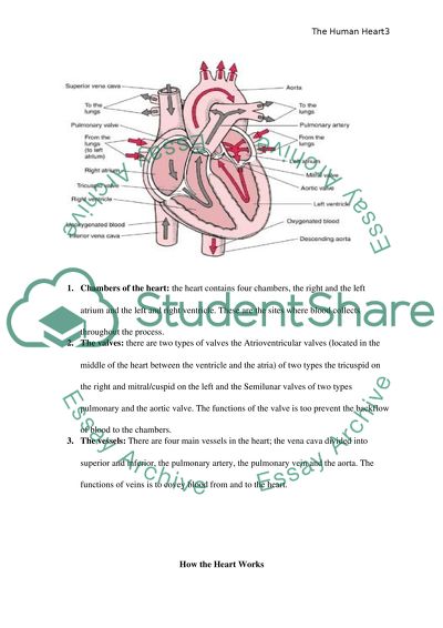 Description of the Human Heart