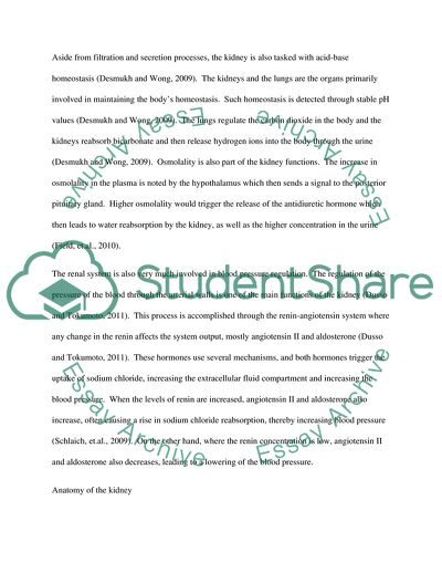Renal System as the Bodys Plumbing System