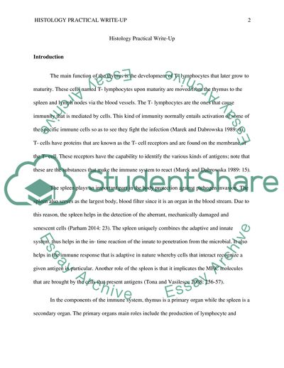 Histology Practical Write-Up
