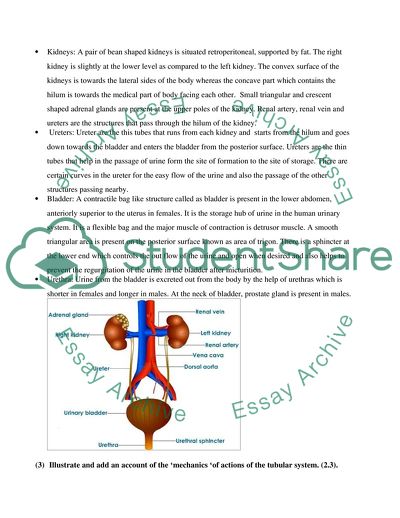 Assessment for Urinary System