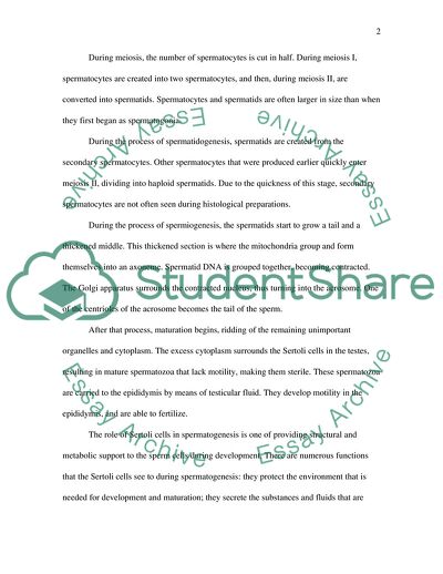Biology of the Spermatogenesis Process and Men Infertility