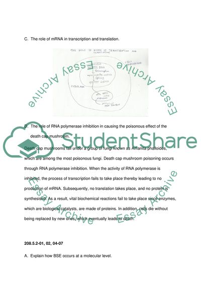 Biochemistry - How BSE Occurs at a Molecular Level