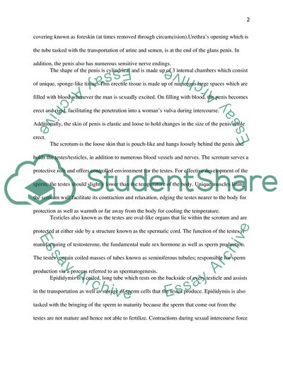 The Structure of the Male Reproductive System