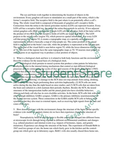 Stages of Brain Development