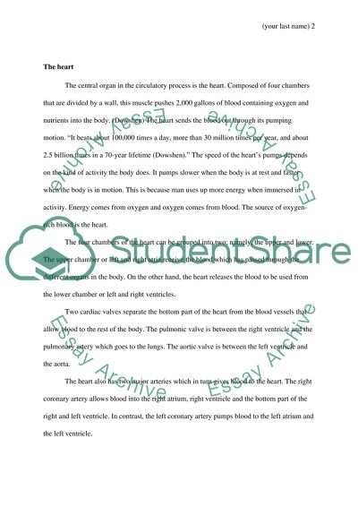 The Circulatory System and Its Importance