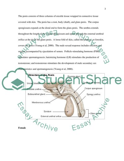 reproductive system essay introduction