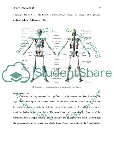 Locating Bony Landmarks