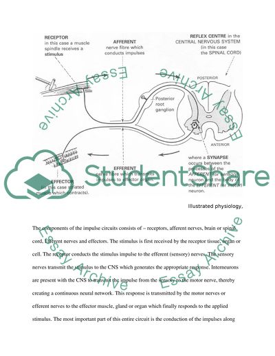 The Initiation and Propagation of Impulses