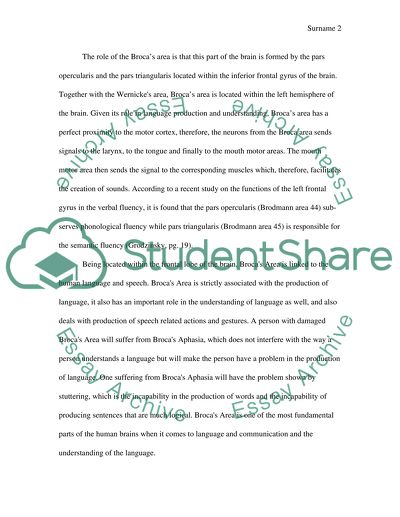 What is the role of broca area