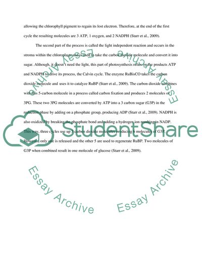 importance of photosynthesis essay 500 words