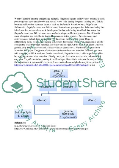 Dichotomus key gram postive bacteria coccus