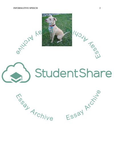 The American Pit Bull Terrier