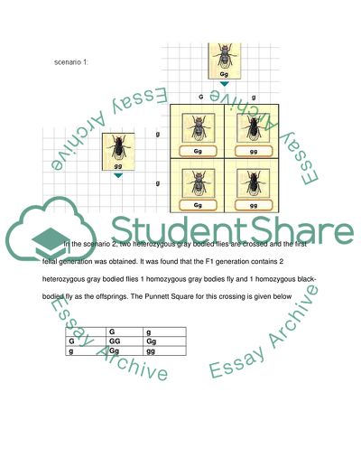 Punnet squares experiment lab