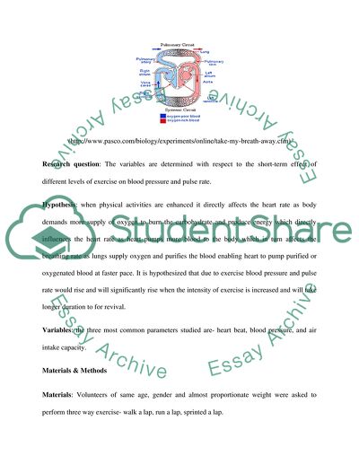 The Human Respiratory System