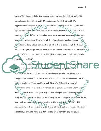 Chloroplast in plant cell image