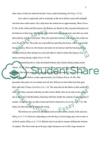 Interesting Facts about the Bobcat