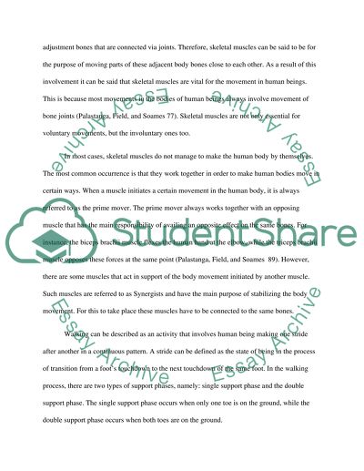 The Importance of Human Anatomy in the Studying Body Movements