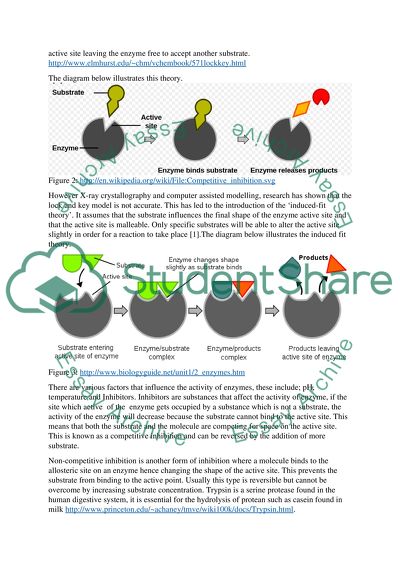 Effects of Heavy Metal Ions on the Action of Trypsin Enzyme