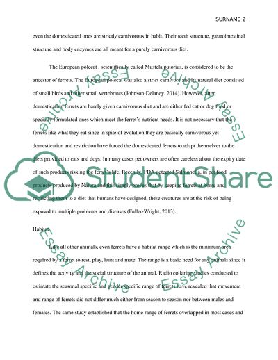 Ferrets As Pets-Their Habits and Behavior