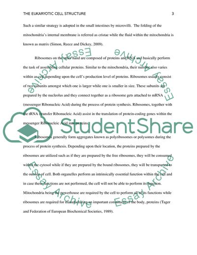 The Eukaryotic cell structure