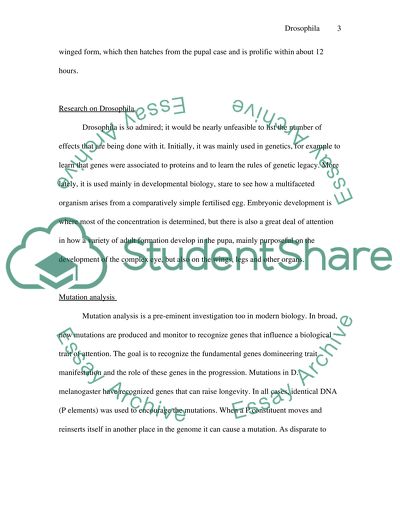 Drosophila melanogaster disadvantages image