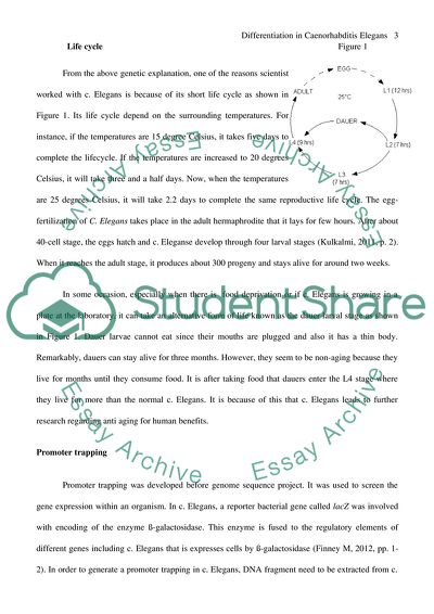 Differentiation in Caenorhabditis Elegans