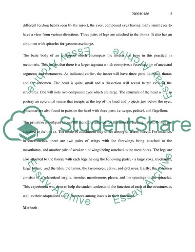 Understanding Insect Anatomy