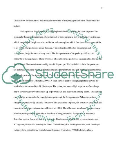 How the Anatomical and Molecular Structure of the Podocyte Facilitates Filtration in the Kidney