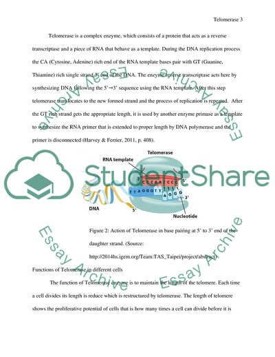 Significance of Differing Levels of Telomerase Activity in Different Types of Cell