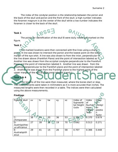 Different Lengths of the Skull