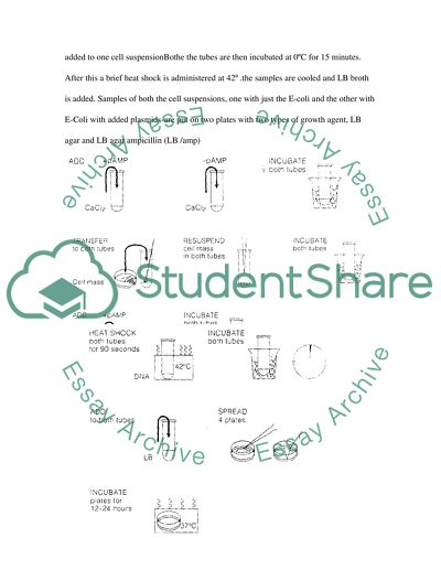 Rapid Colony Transformation of E -Coli with Plasmid DNA