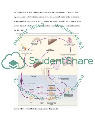 Gonochorism and Degrees of Monogamy in Schistosomes